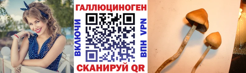 Псилоцибиновые грибы MAGIC MUSHROOMS  Купить где  Нестеров 